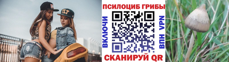 сколько стоит  Междуреченск  Галлюциногенные грибы Psilocybe 